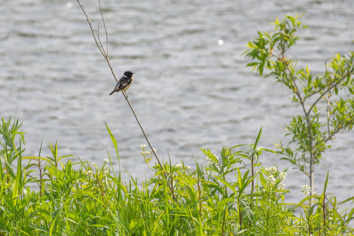 Amur Stonechat - MASATO TAKAHASHI