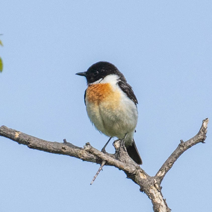 Amur Stonechat - MASATO TAKAHASHI