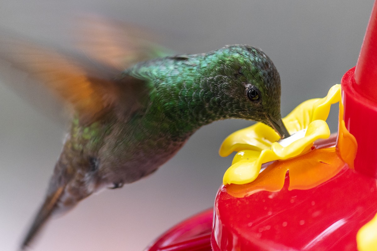 Berylline Hummingbird - Jordo Flores