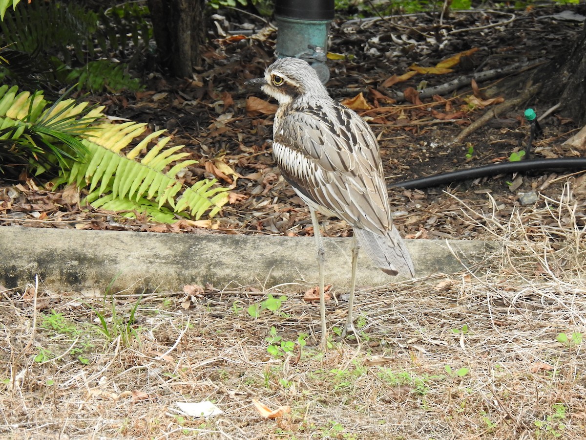 Bush Thick-knee - Monica Mesch