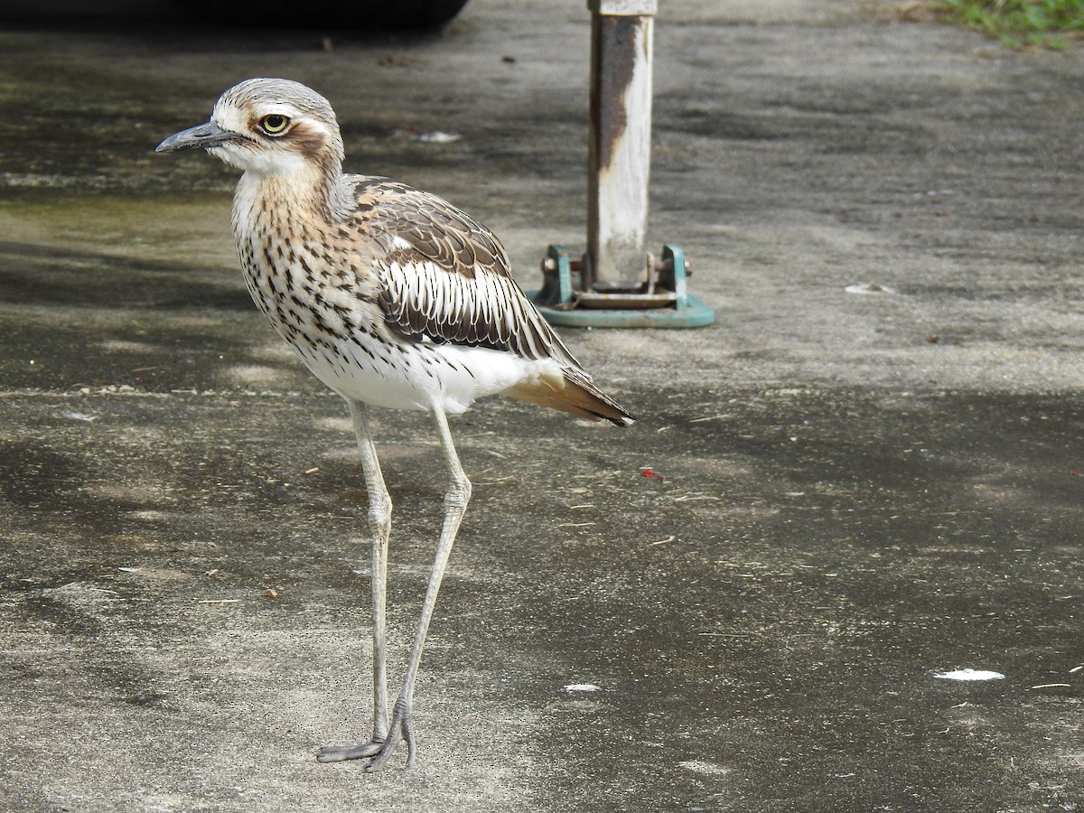 Bush Thick-knee - Monica Mesch