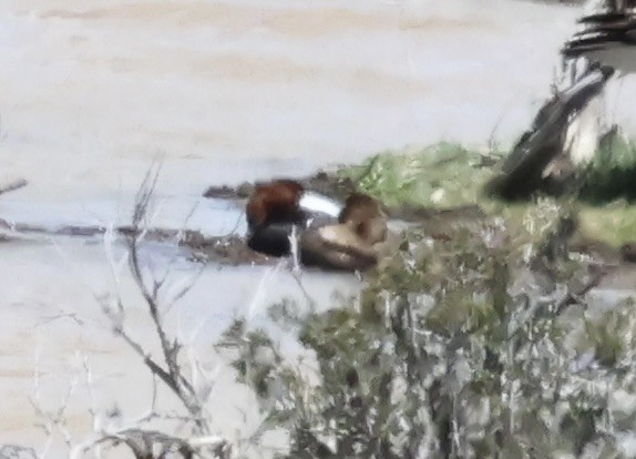 Canvasback - Wendy Sanborn