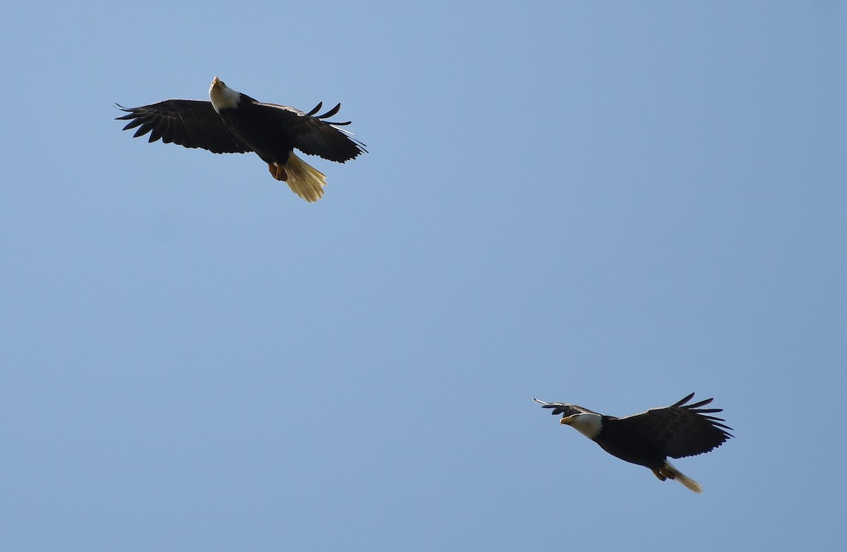 Bald Eagle - Rachel Hudson