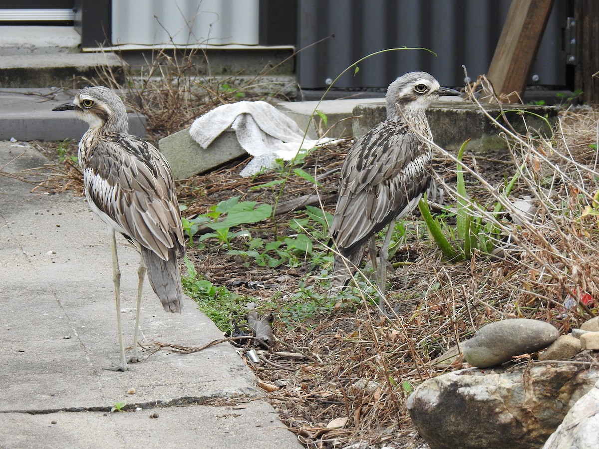 Bush Thick-knee - Monica Mesch