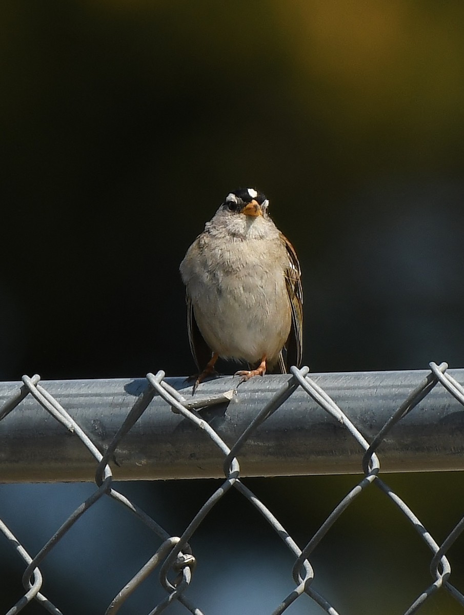 White-crowned Sparrow - Rachel Hudson
