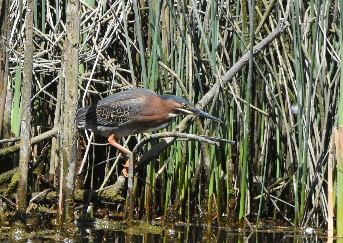 Green Heron - Karen Holland