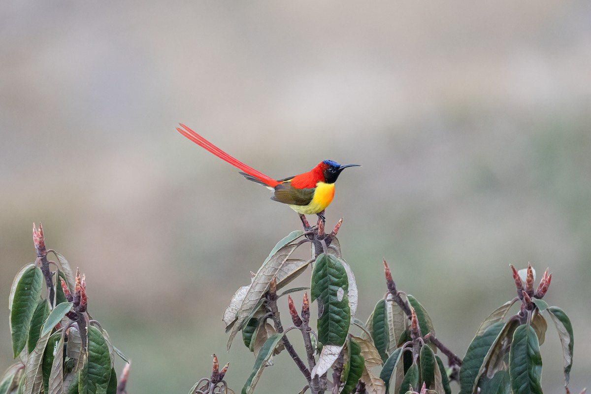 Fire-tailed Sunbird - Shalini Gopalakrishnan