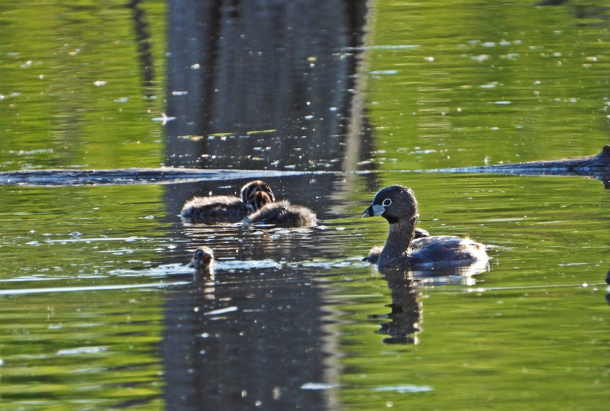 Pied-billed Grebe - Pauline Binetruy