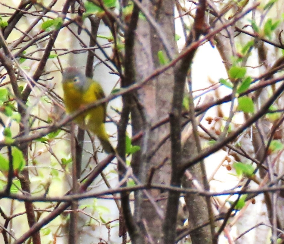 Nashville Warbler - Maryse Lessard