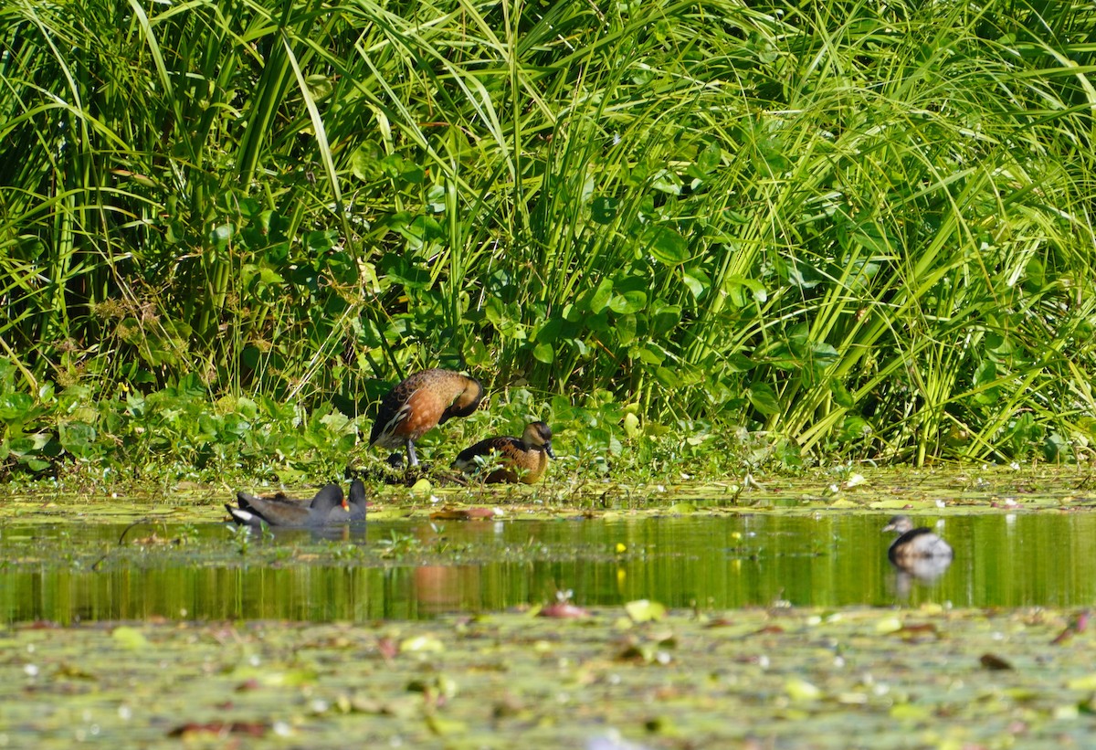 Wandering Whistling-Duck - May Britton