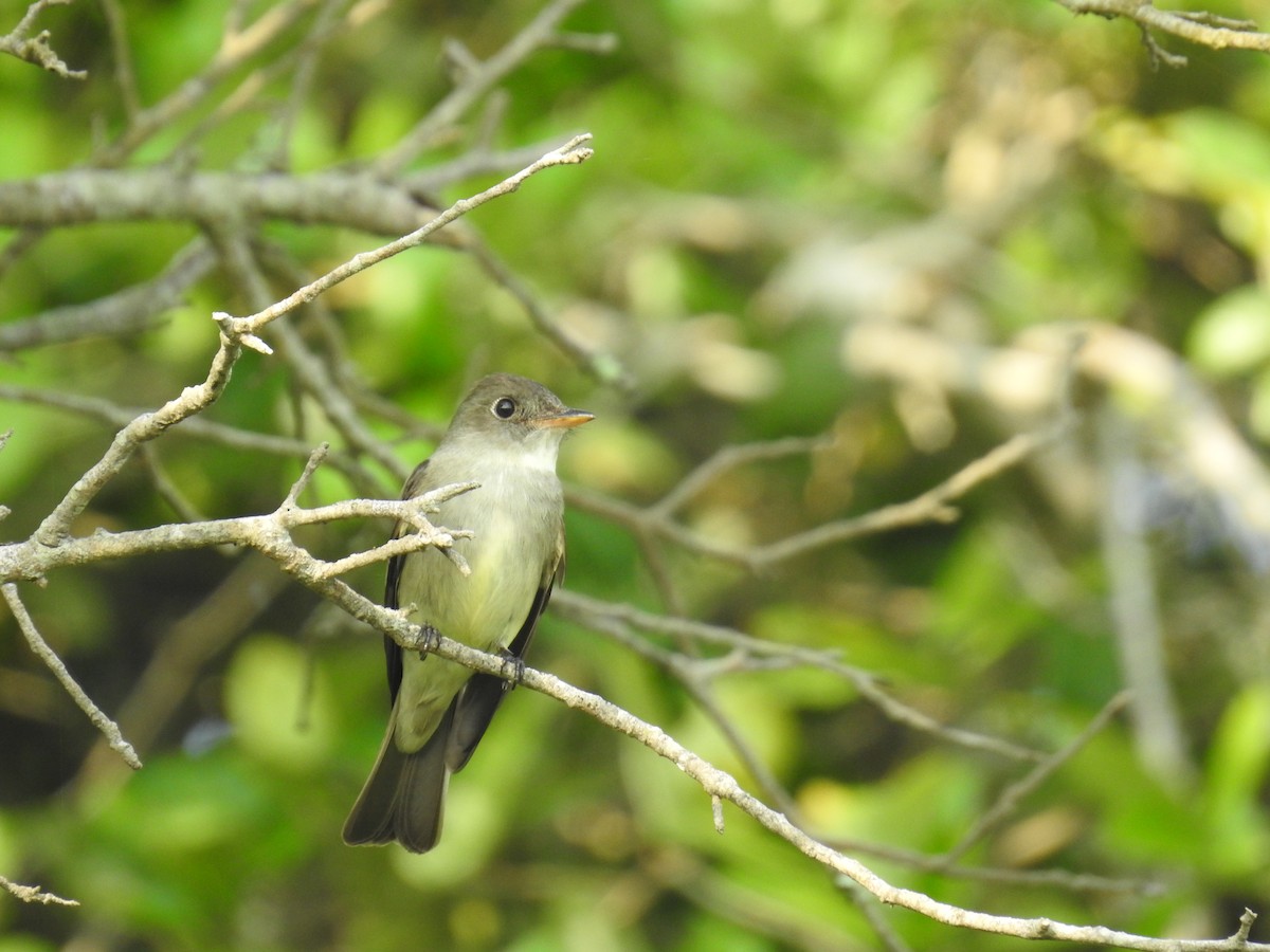 Eastern Wood-Pewee - ML619327753