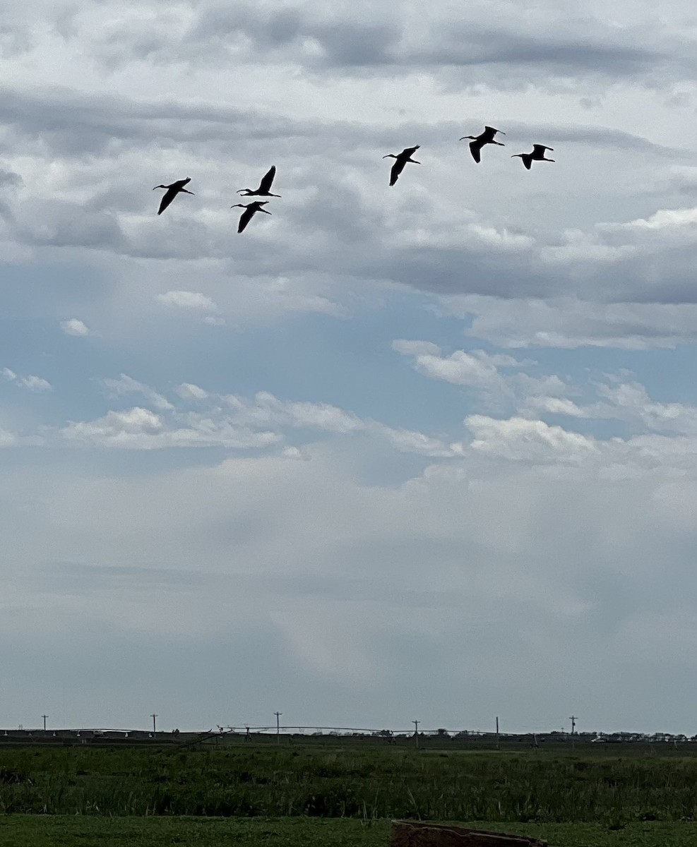 White-faced Ibis - ML619327754