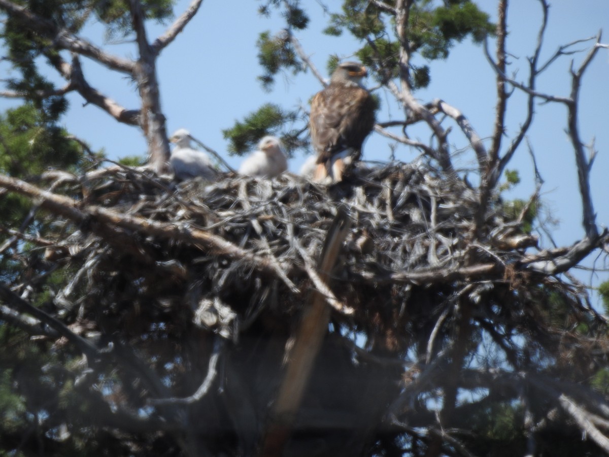 Ferruginous Hawk - Patrick Gearin