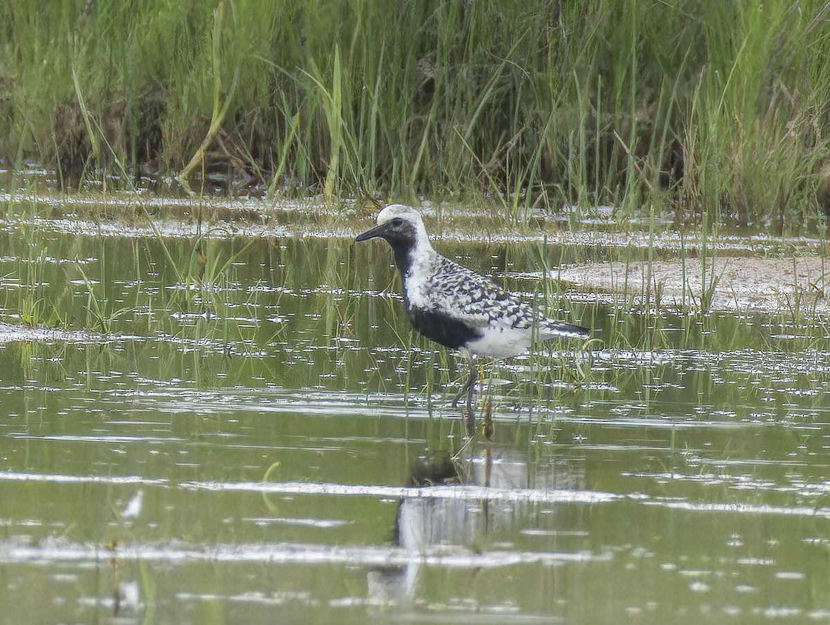 Black-bellied Plover - Anonymous