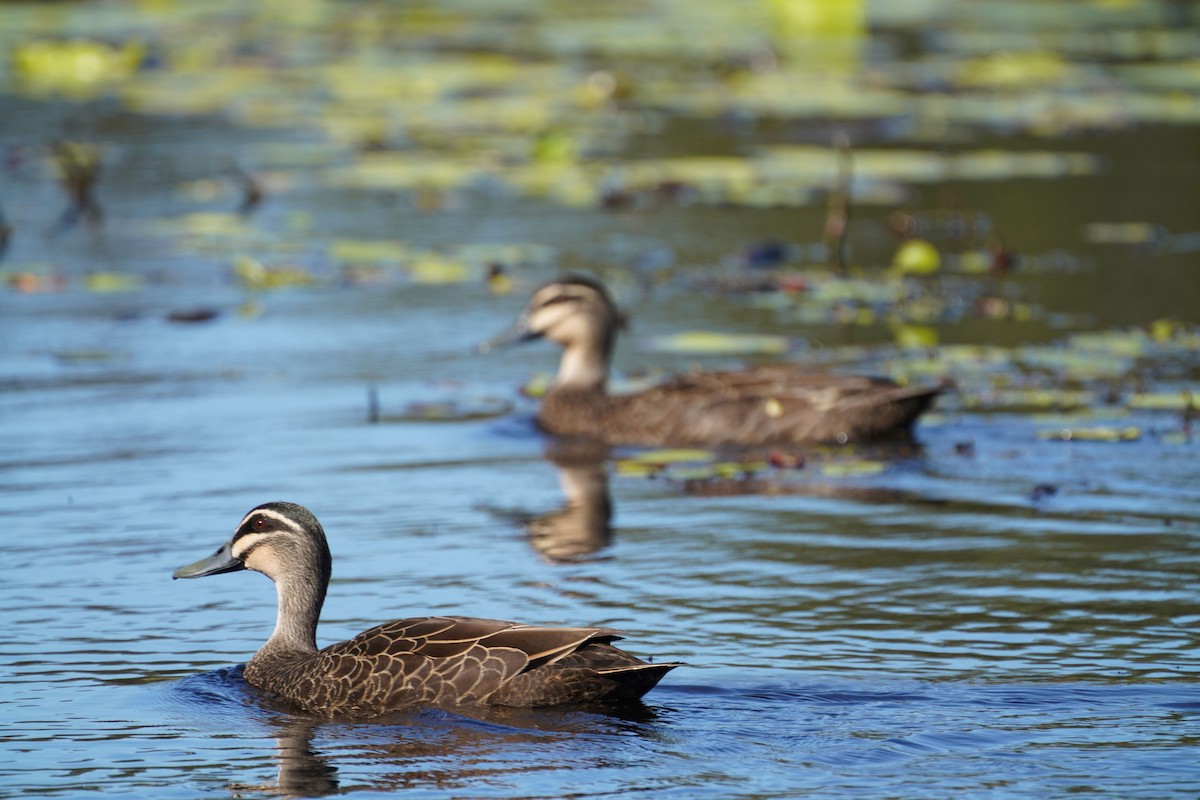 Pacific Black Duck - May Britton