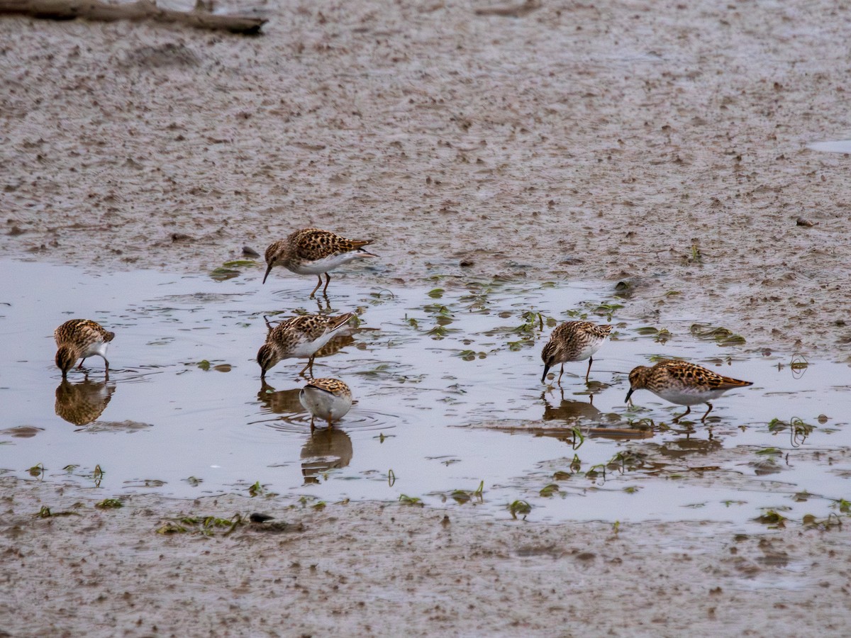 Least Sandpiper - Rick Hurst