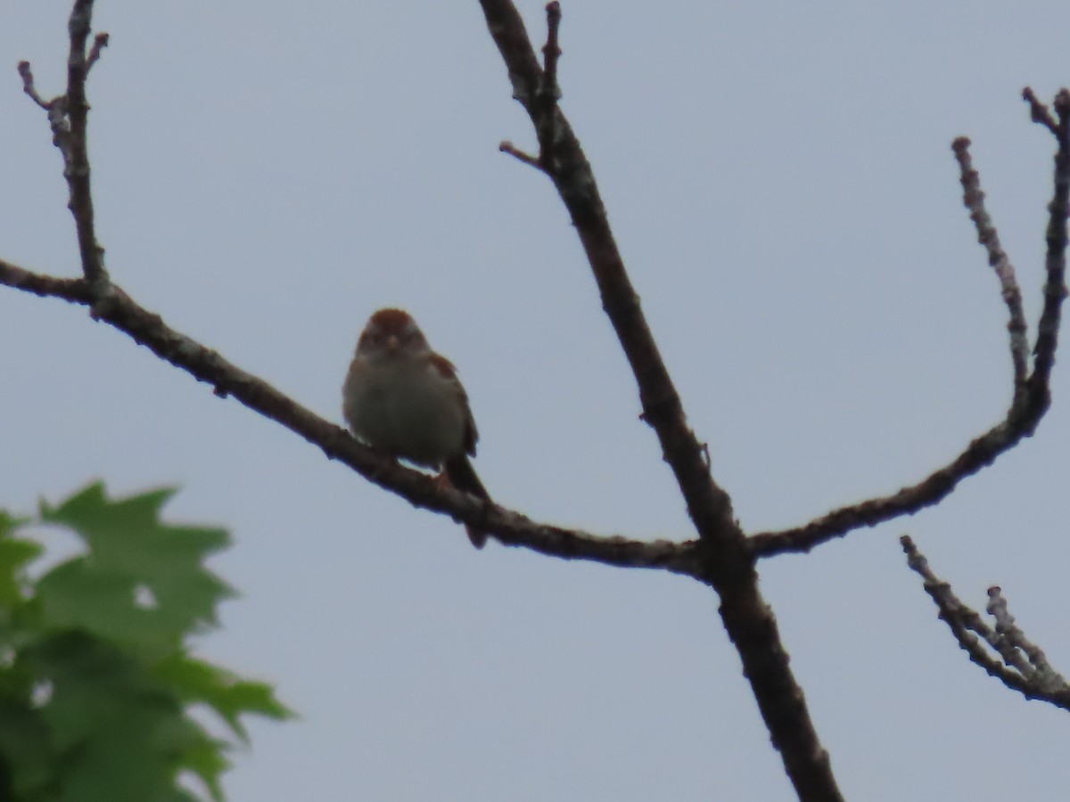 Field Sparrow - Ursula  Mitra
