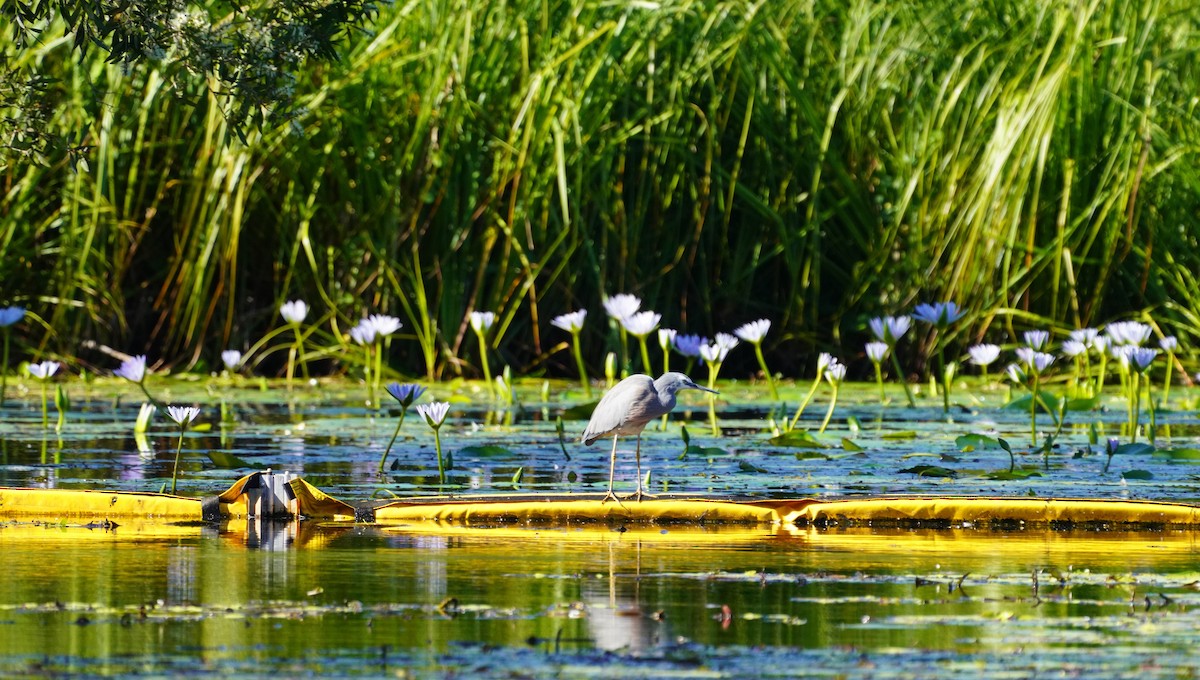 White-faced Heron - May Britton