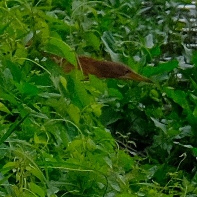 Cinnamon Bittern - Kuan Chia Hsiu