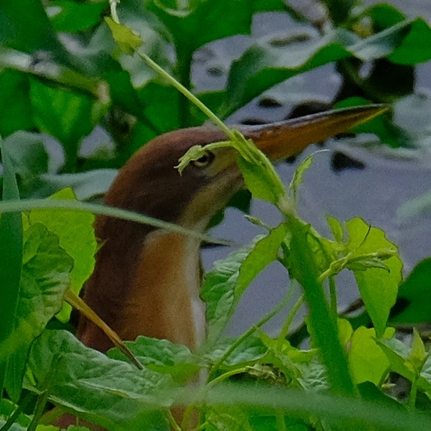 Cinnamon Bittern - Kuan Chia Hsiu