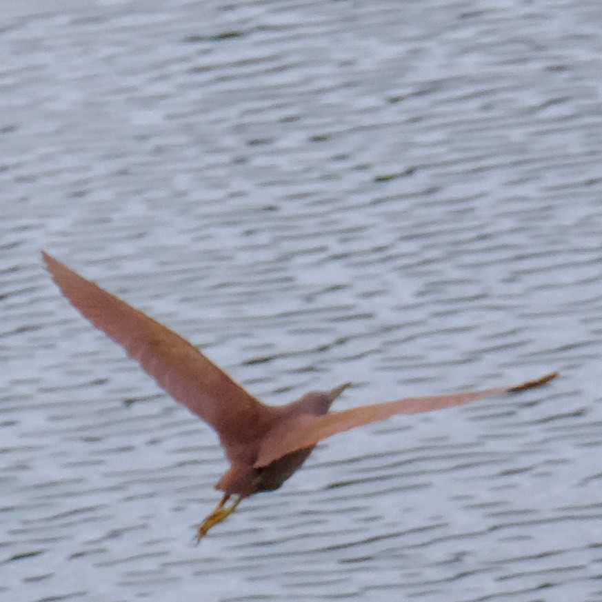 Cinnamon Bittern - Kuan Chia Hsiu