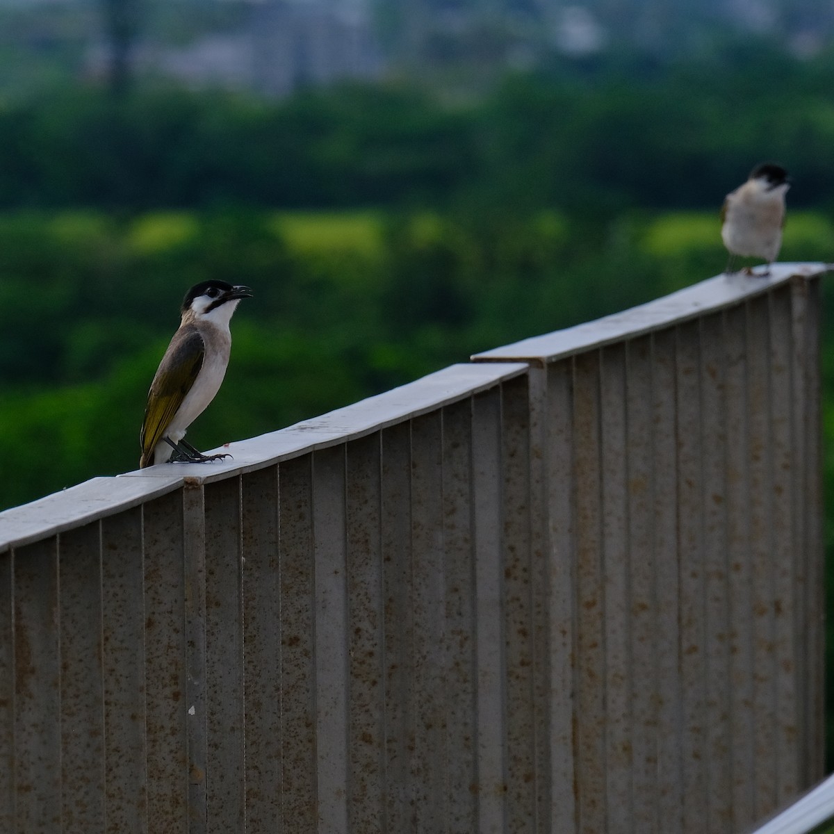 Styan's Bulbul - Kuan Chia Hsiu