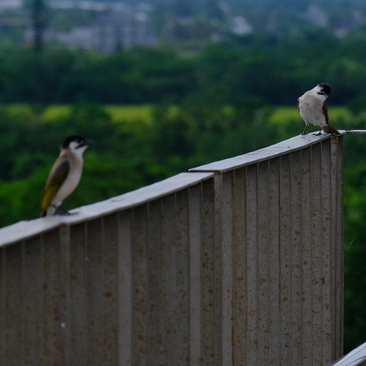 Styan's Bulbul - Kuan Chia Hsiu