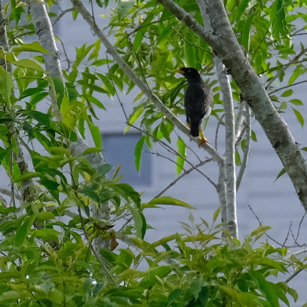 Javan Myna - Kuan Chia Hsiu