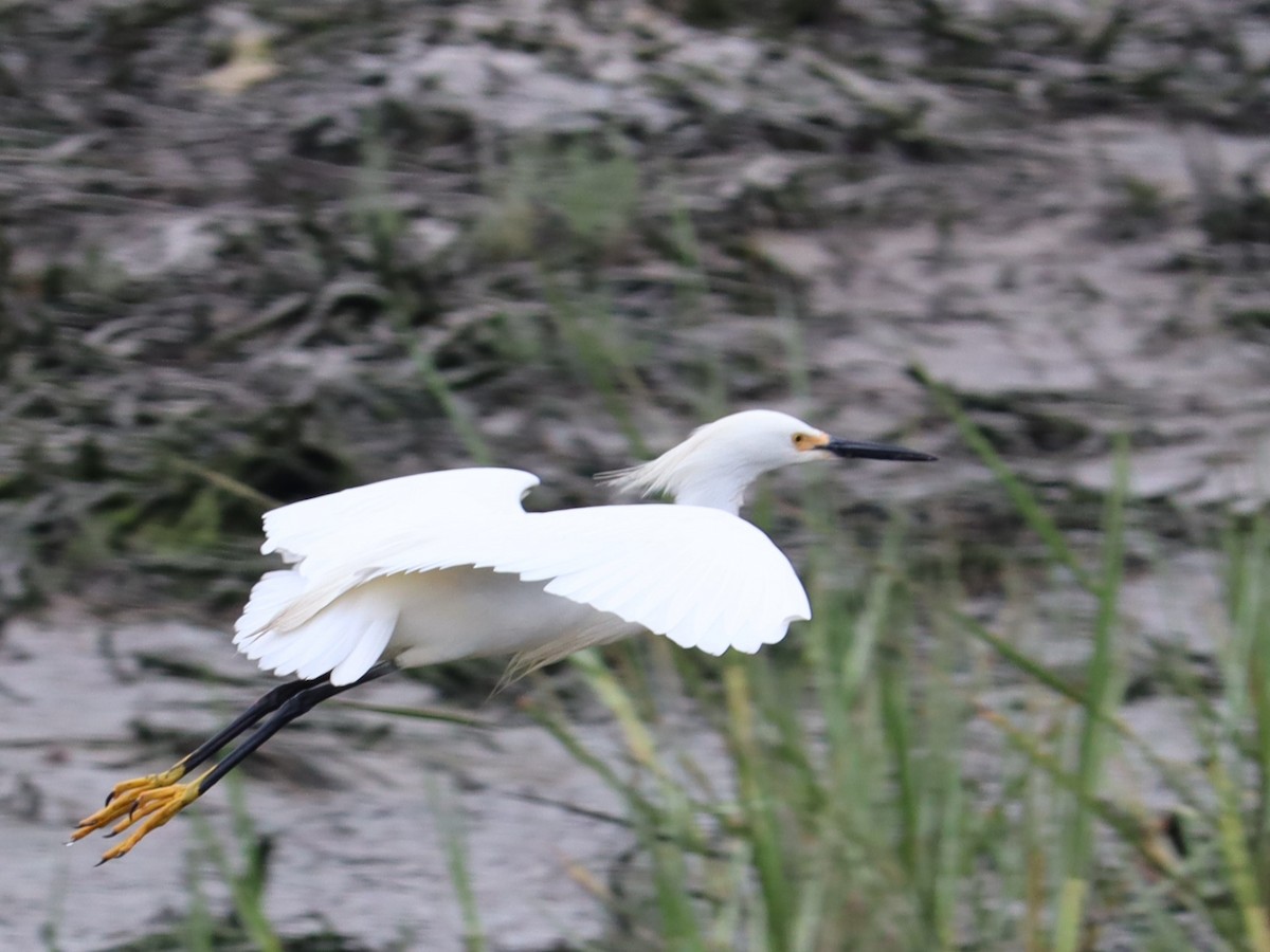 Snowy Egret - Jennifer Lloyd