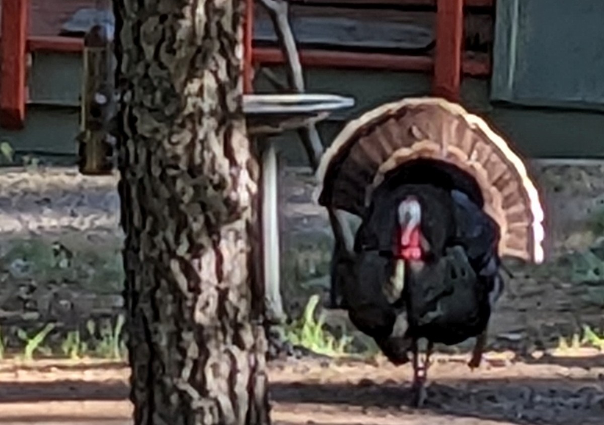 Wild Turkey - ML619327923