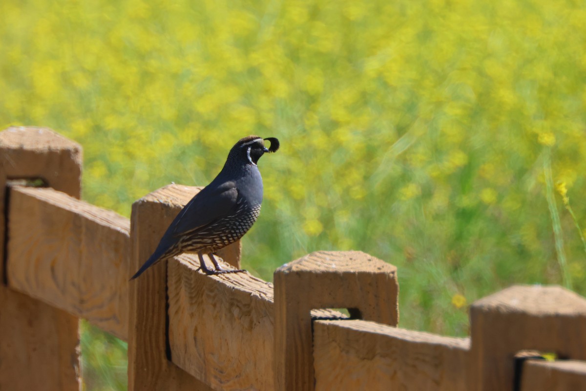 California Quail - Candace Austin