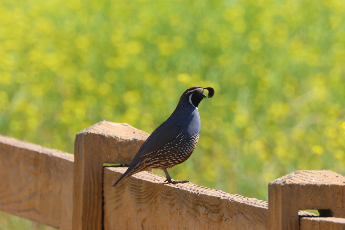 California Quail - Candace Austin