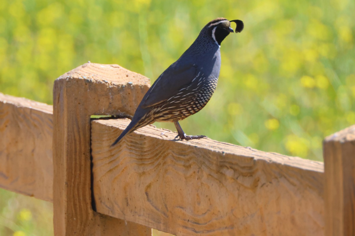 California Quail - Candace Austin