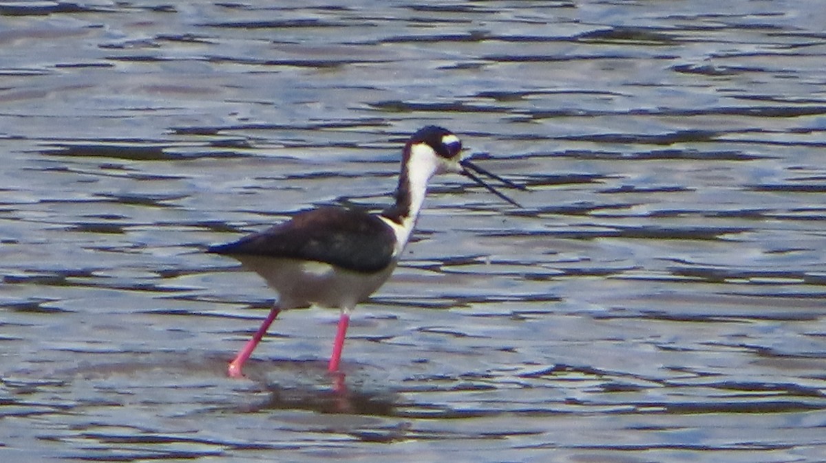 Black-necked Stilt - Gregory Allen