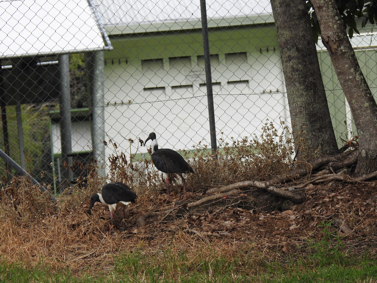 Straw-necked Ibis - Monica Mesch