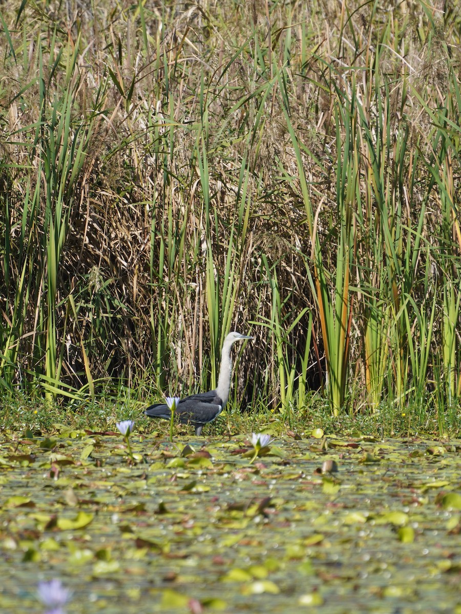 Pacific Heron - May Britton