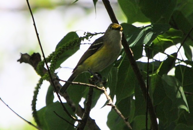 White-eyed Vireo - Josh Golden