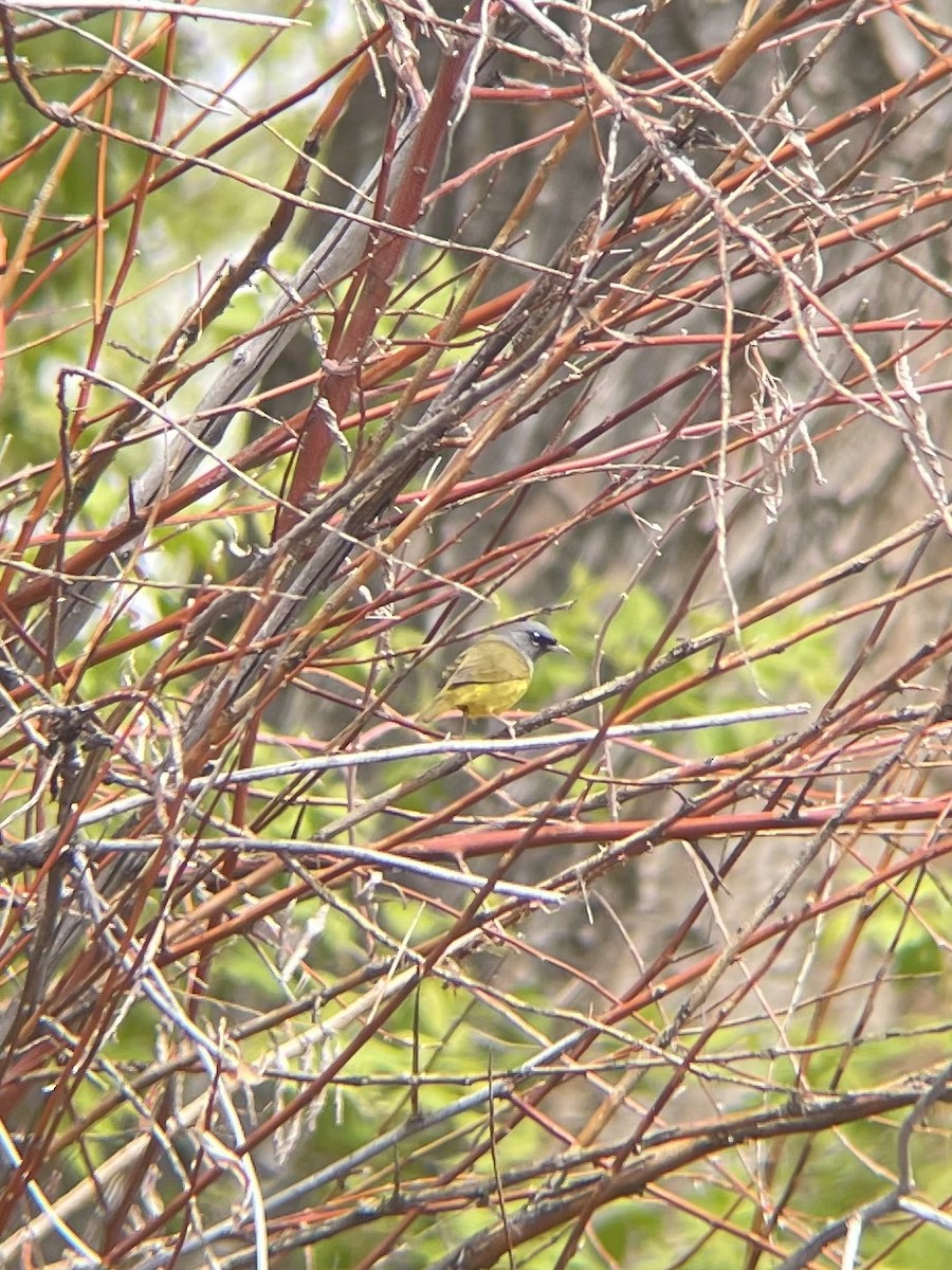 MacGillivray's Warbler - James Kachline