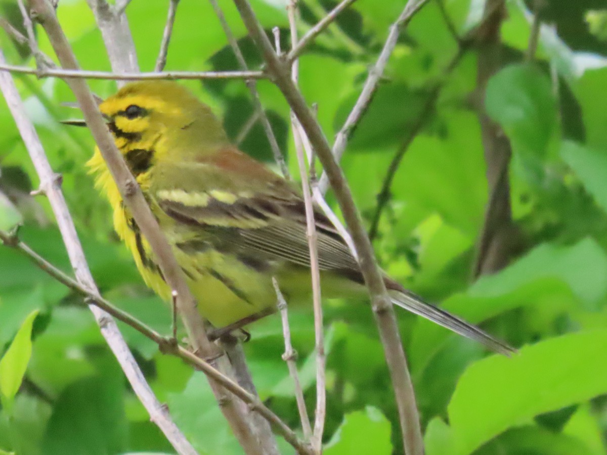 Prairie Warbler - Ursula  Mitra