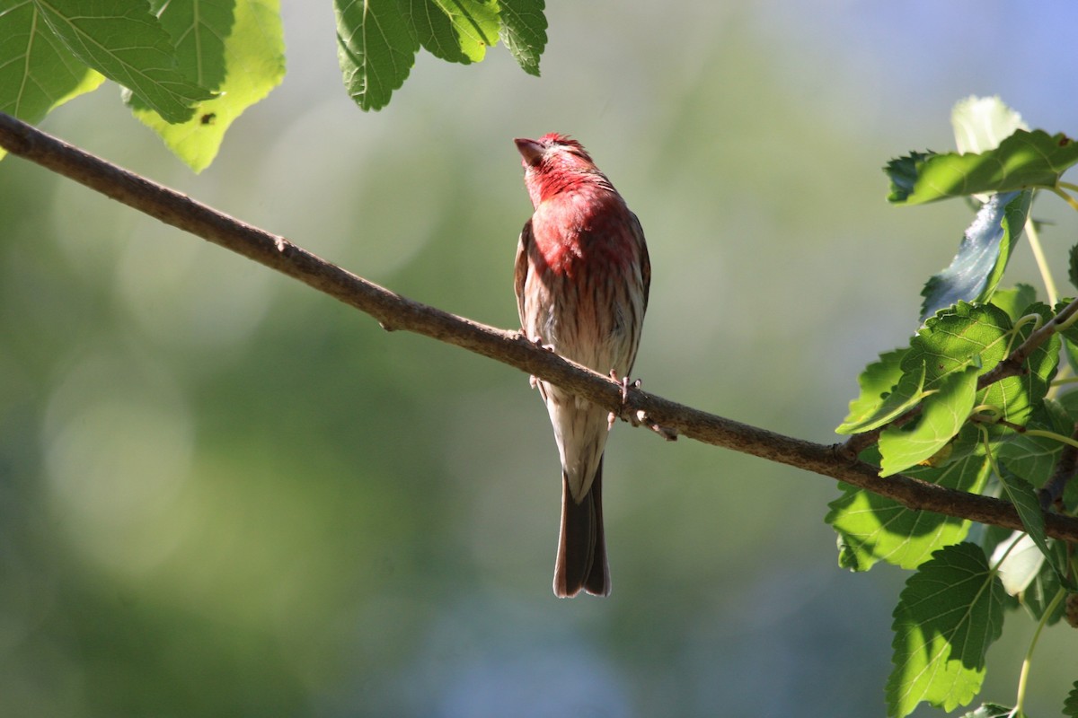 House Finch - Josh Golden