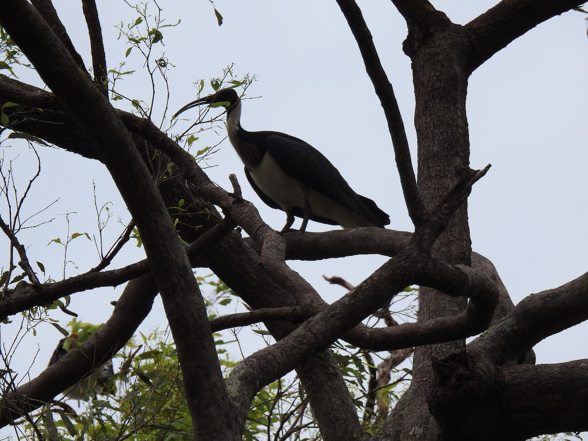 Straw-necked Ibis - Monica Mesch