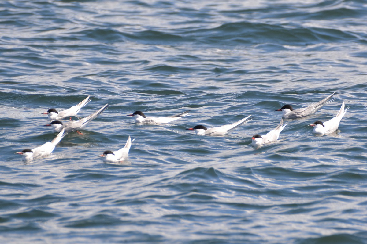 Common Tern - lise owens