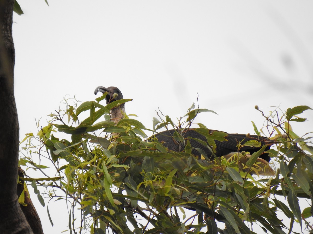 Straw-necked Ibis - Monica Mesch