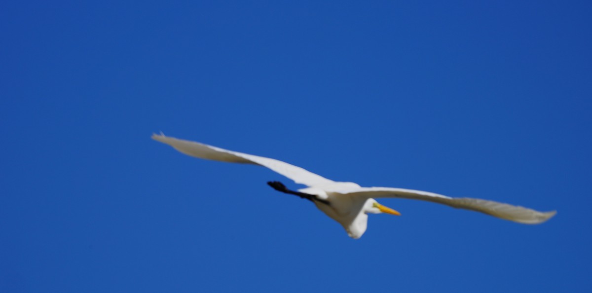 Great Egret (modesta) - May Britton