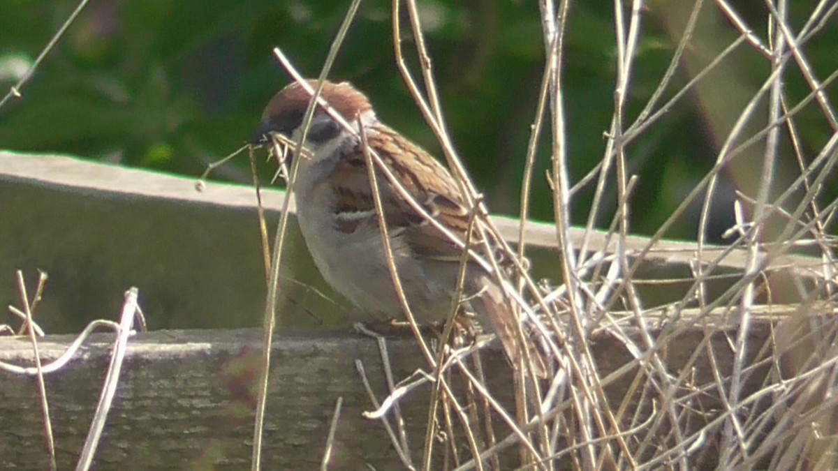 Eurasian Tree Sparrow - Christopher Bourne