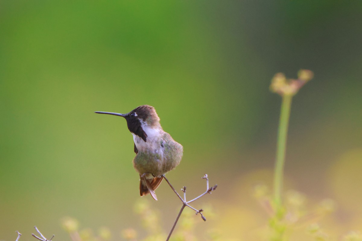 Costa's Hummingbird - Candace Austin