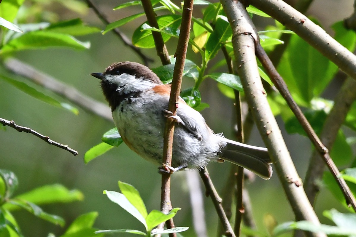 Mésange à dos marron - ML619328067