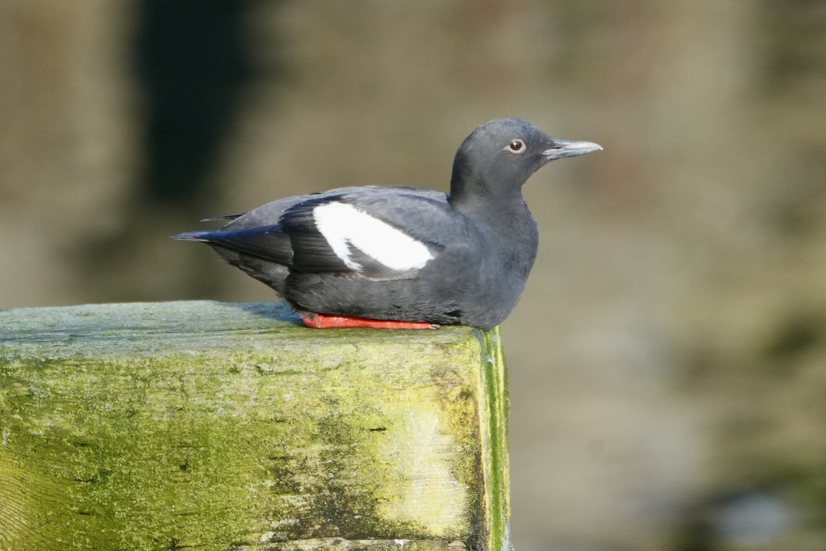 Pigeon Guillemot - Kevin Waggoner