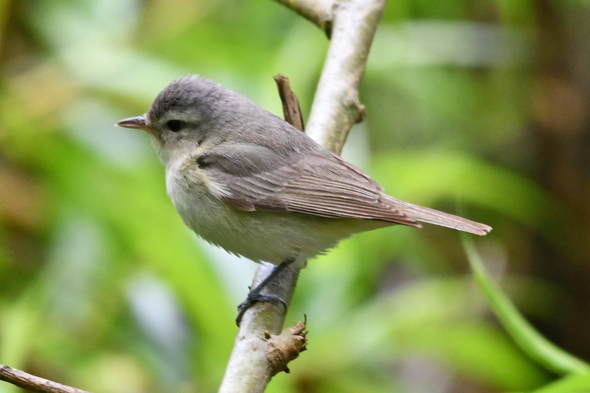 Warbling Vireo - ML619328073