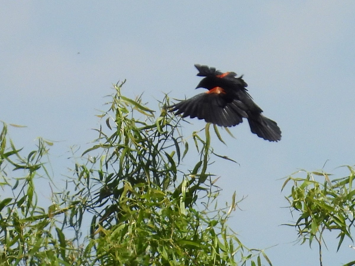 Red-winged Blackbird - Jeanene Daniels